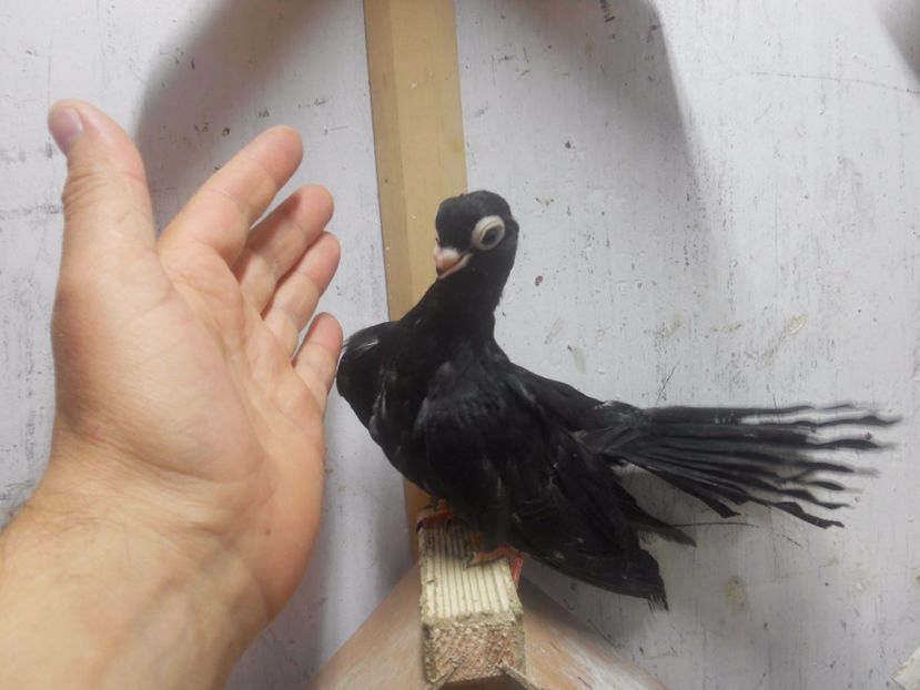  - Jucator de Chisinau