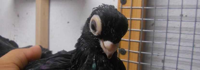  - Jucator de Chisinau