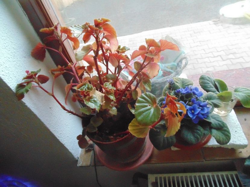 picture 007 - Muscate 2017