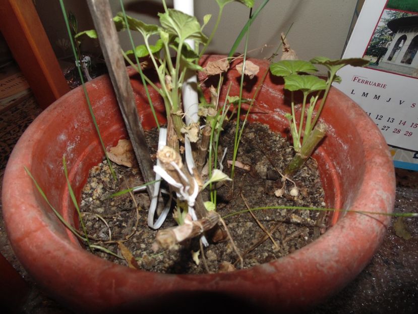 ..doi puiuti de appleblossom - Muscate 2017