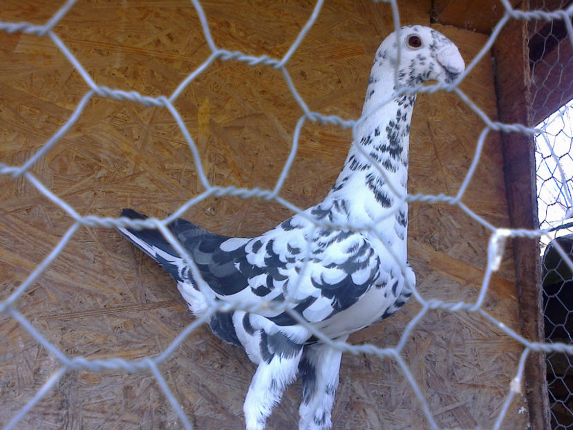 Fotografie12119 - GERMANI MATCA 2017 F