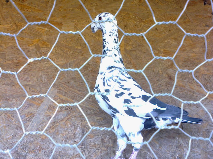 Fotografie12120 - GERMANI MATCA 2017 F