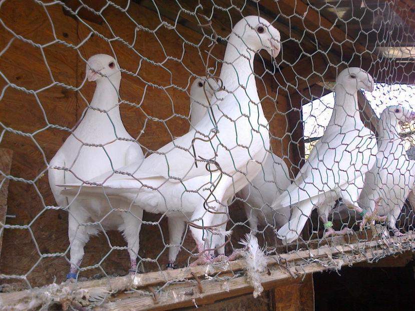 Fotografie12129 - GERMANI MATCA 2017 F