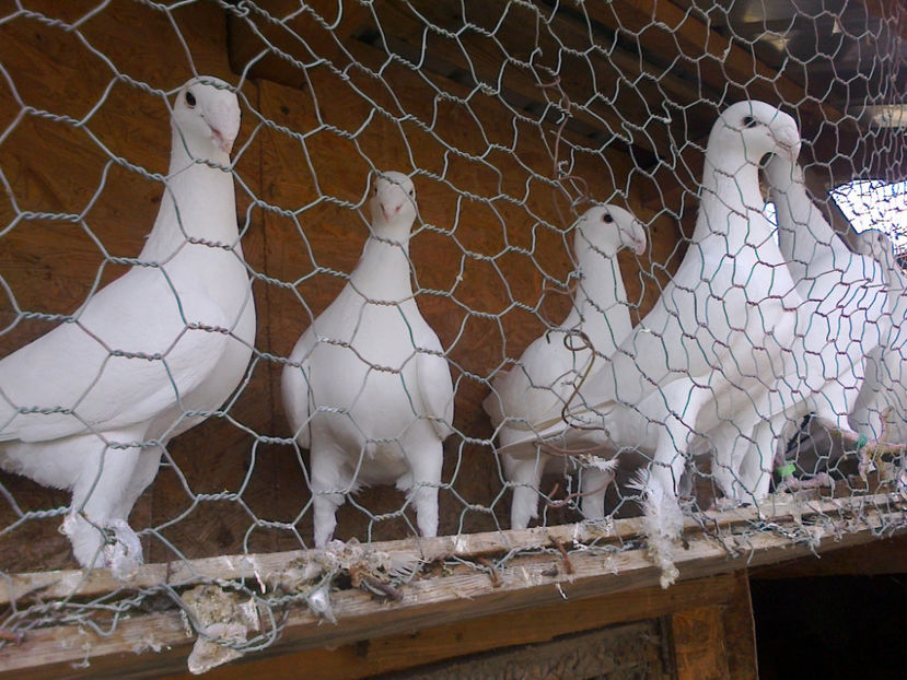 Fotografie12130 - GERMANI MATCA 2017 F