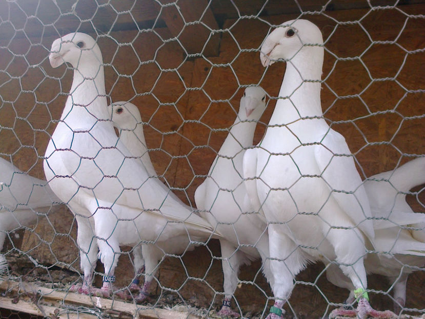 Fotografie12131 - GERMANI MATCA 2017 F