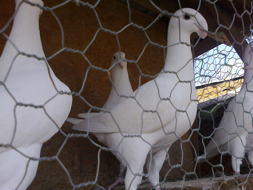 Fotografie12133 - GERMANI MATCA 2017 F