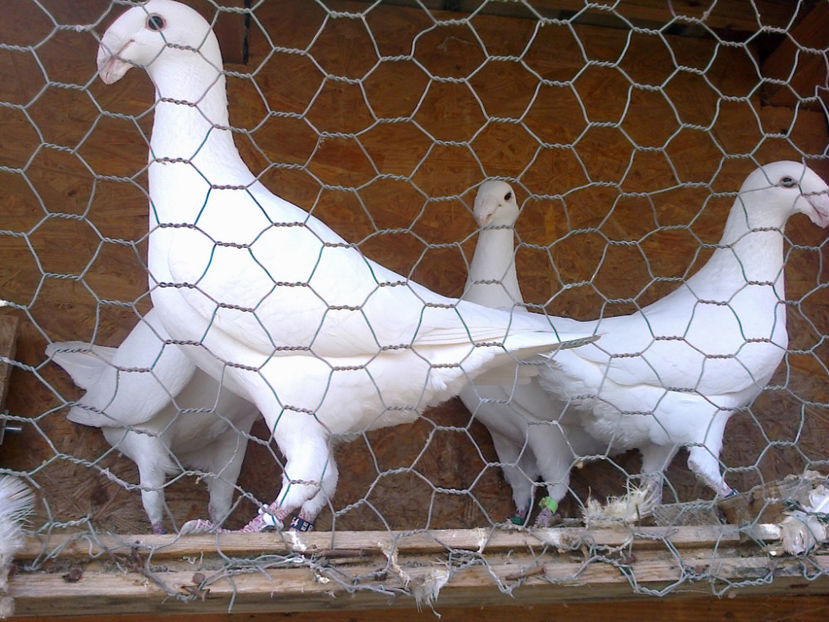 Fotografie12135 - GERMANI MATCA 2017 F