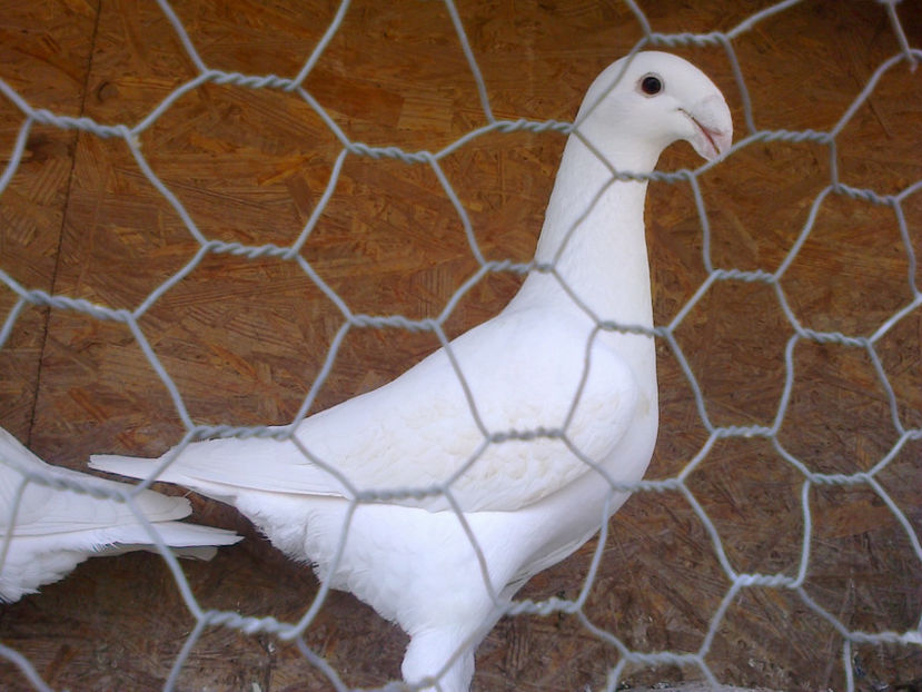 Fotografie12139 - GERMANI MATCA 2017 F