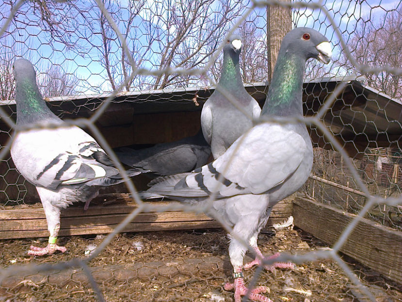 Fotografie12113 - GERMANI MATCA 2017 M