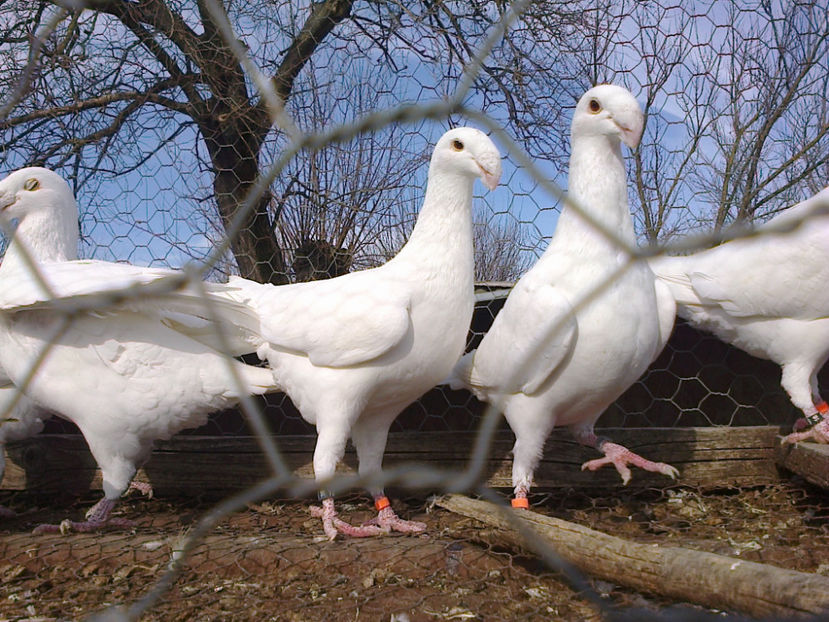 Fotografie12114 - GERMANI MATCA 2017 M