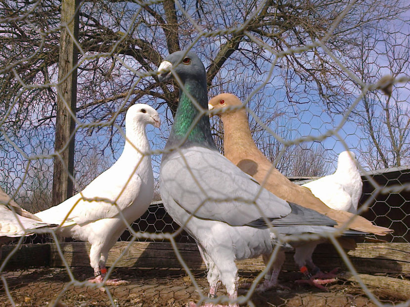 Fotografie12102 - GERMANI MATCA 2017 M