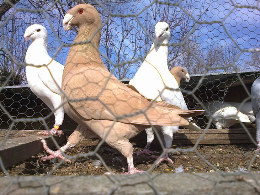 Fotografie12097 - GERMANI MATCA 2017 M