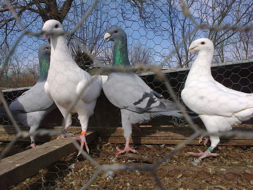 Fotografie12108 - GERMANI MATCA 2017 M