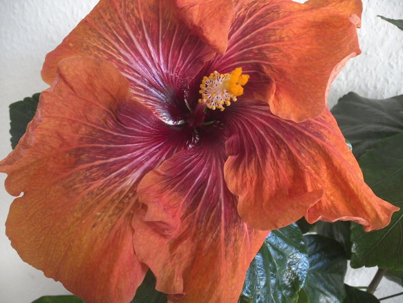 WIN_20170224_105345 - Tahitian Dark Congo