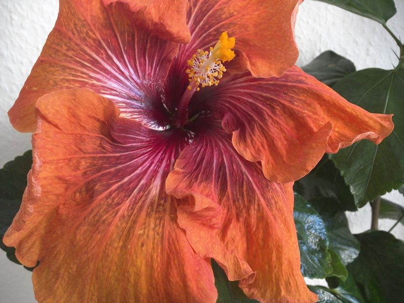 WIN_20170224_105357 - Tahitian Dark Congo