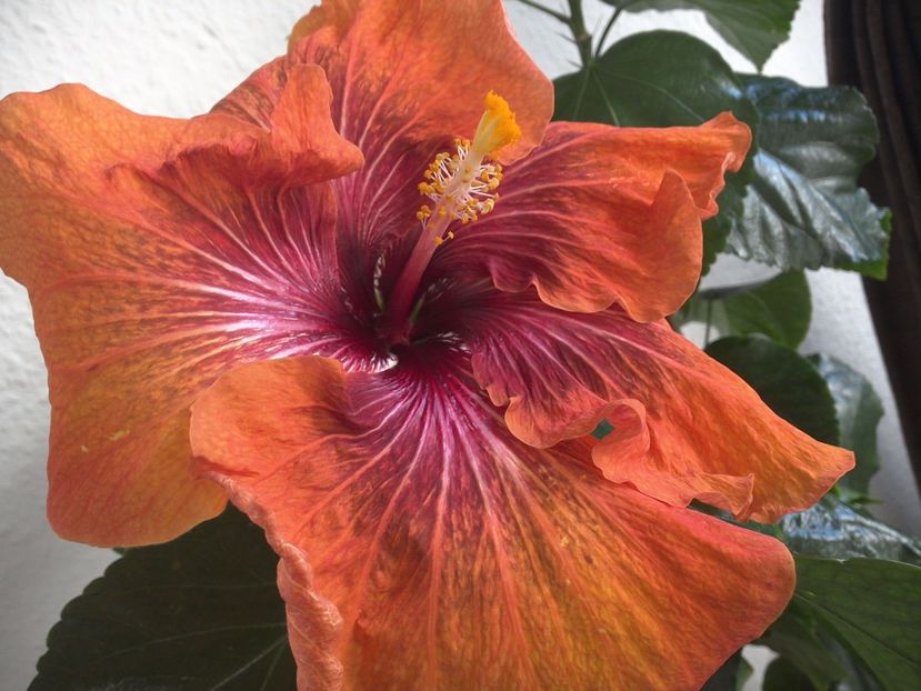 WIN_20170224_105404 - Tahitian Dark Congo