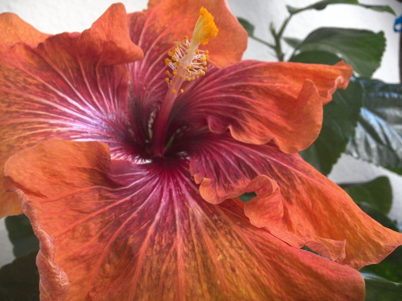 WIN_20170224_105604 - Tahitian Dark Congo