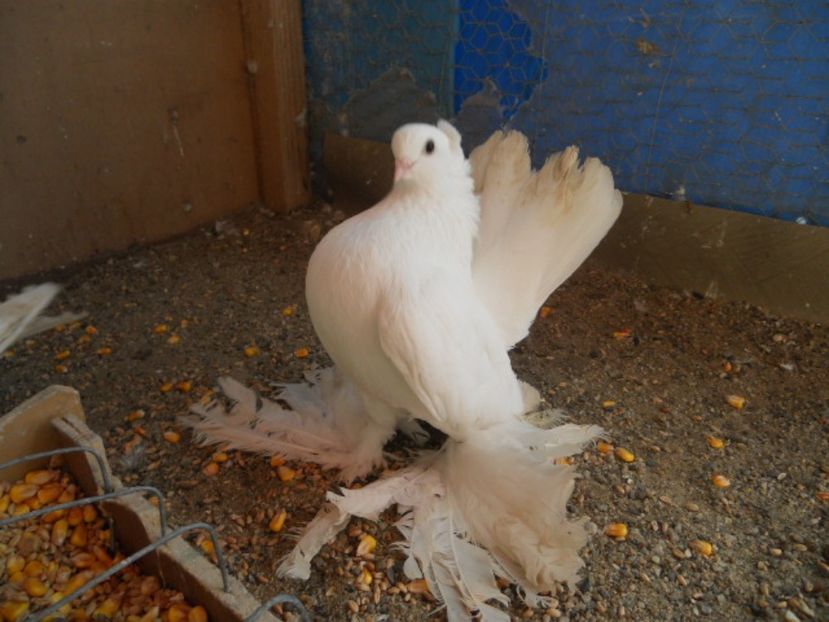  - Siberienii mei in voliera