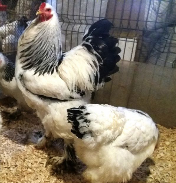 M 3 - 1_COCOSI PENTRU 2017