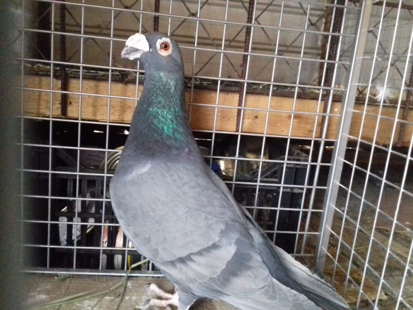 .Masc.2016-H. - VOIAJORI STIL VECHI SI ORNAMENT- PERECHI MATCA 2017-2018