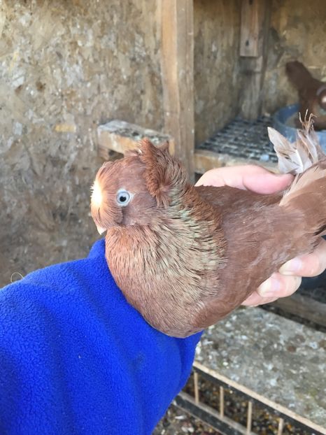 Mascul 2016 - Pui 2016