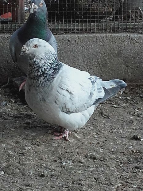  - Voiajori Standard