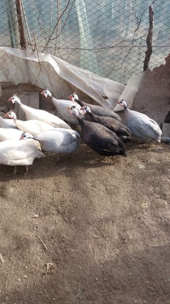  - bibilici