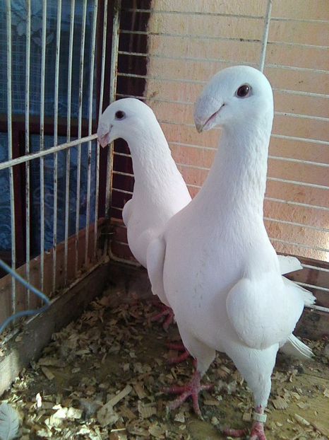 Photo0498 - voiajori germani