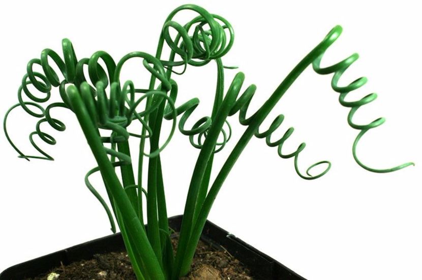 albuca spiralis - BULBI -raritati indisponibil