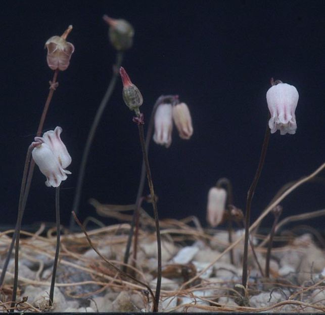 drimia uniflora 10 - Bulbi deosebiti de vanzare