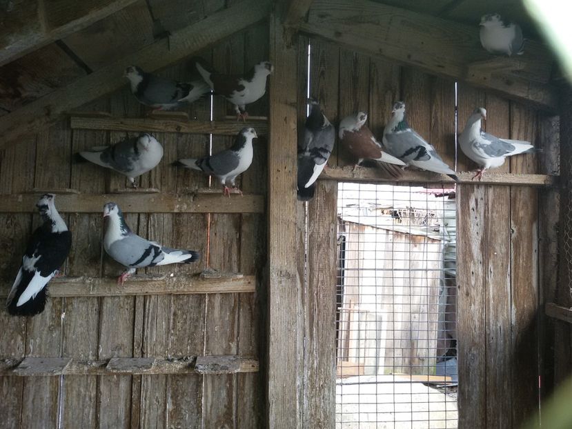  - Jucatori de Galati baltati pe albastru