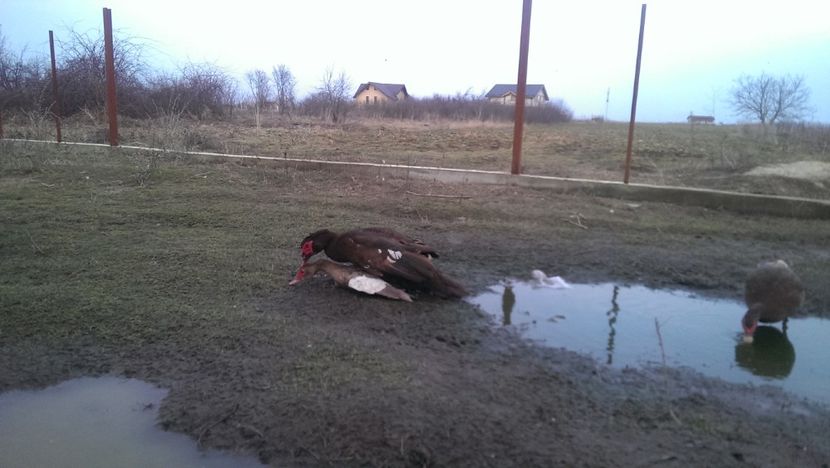 cuplul nr 2 - 0001 rate lesesti matca 2017