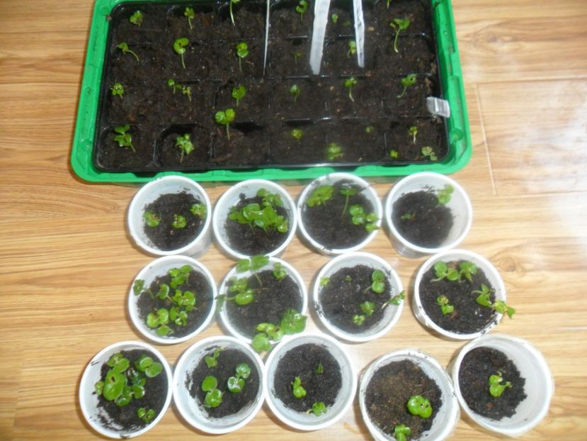 - metoda mea de germinare a semintelor de hibiscus tropical
