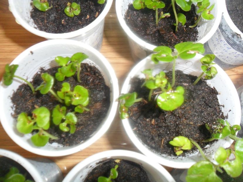  - metoda mea de germinare a semintelor de hibiscus tropical