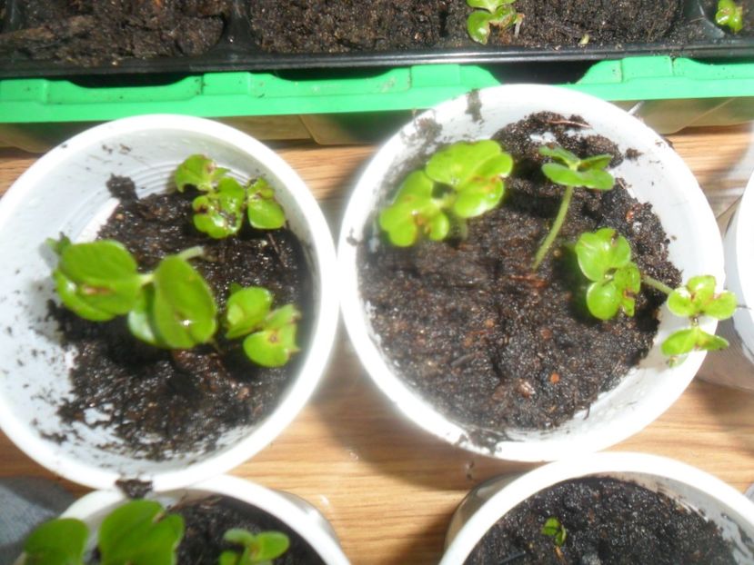  - metoda mea de germinare a semintelor de hibiscus tropical