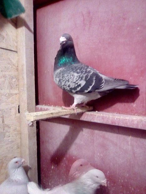  - porumbei de vanzare