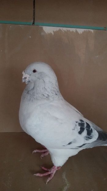  - Porumbei standard