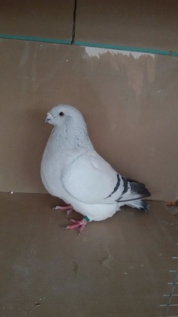  - Porumbei standard