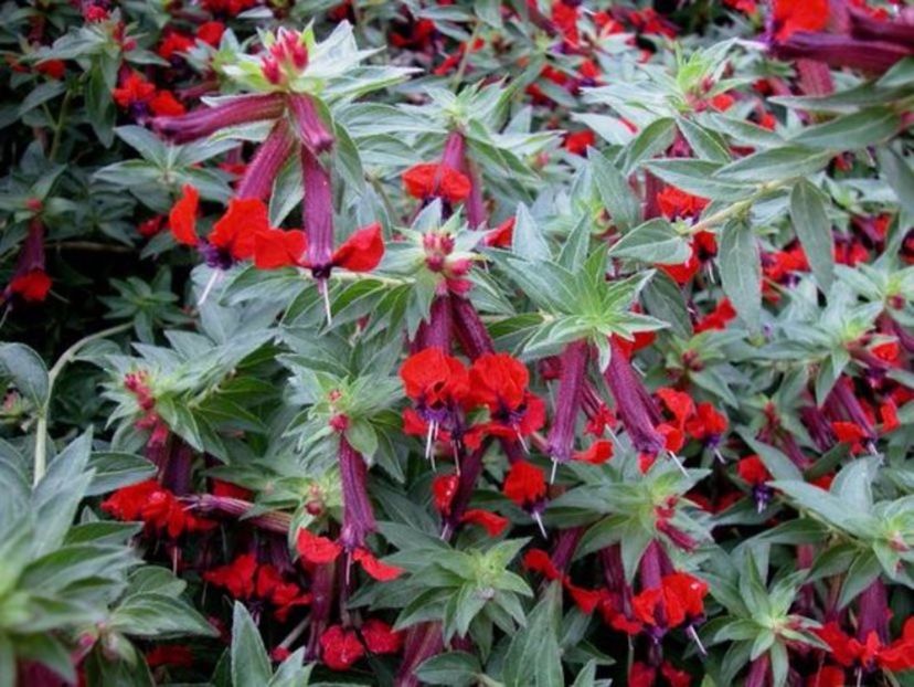 Cuphea Ignea MIX (rosu + galben) 10 seminte -3 RON - ACASA-De vinzare-Flori-Arbusti-Seminte 2017