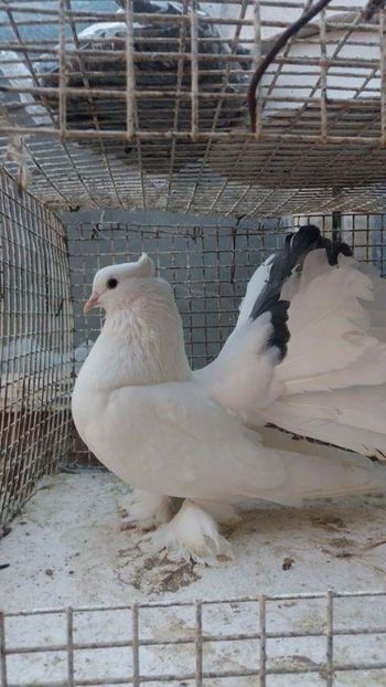 MG-LOFT - 3 VOLTATI INDIENI