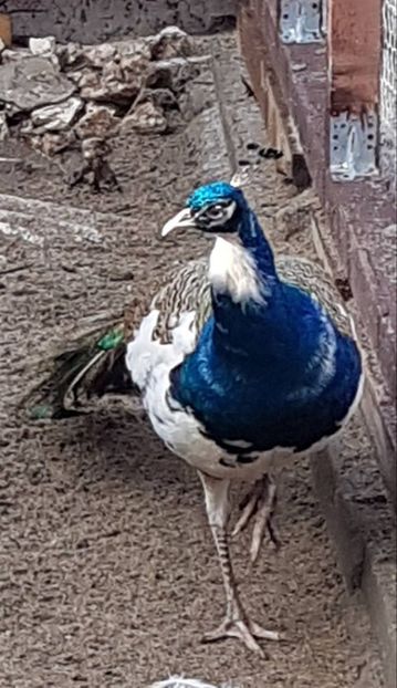 16880955_1843976452507663_344030372_o - PAUNI