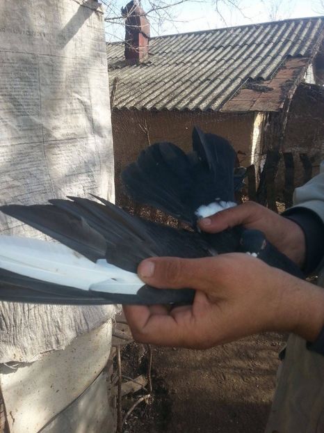 DE vanzare 30 lei perechea !! - Ploiesteni