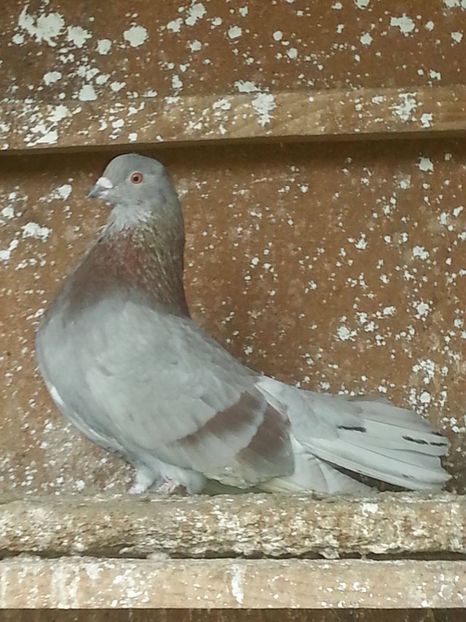 De vanzare 30 lei perechea ! - Ploiesteni