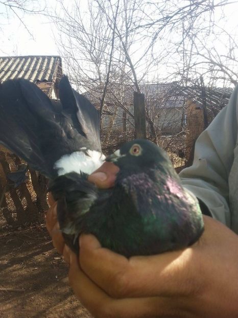 Am mai multi o sa le fac si celorlalti poze si pun !! Cine e interesat este rugat sa ma contacteze i - Ploiesteni