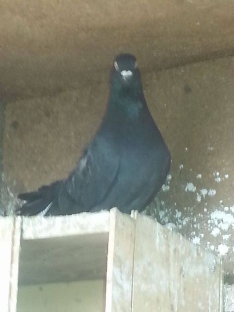 De vanzare 30 lei perechea ! - Ploiesteni