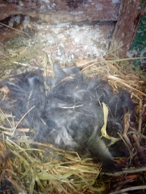  - Cuib 1-24 februarie