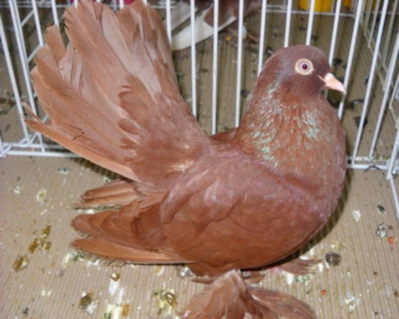 Roleri Rosii - X- Cumpar femele din rasa Roler de cluj