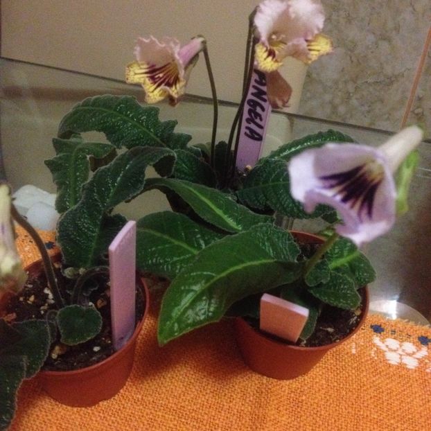 image - streptocarpusi 2017