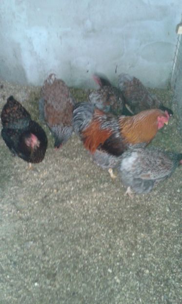  - Wyandotte auriu-albastru 2017