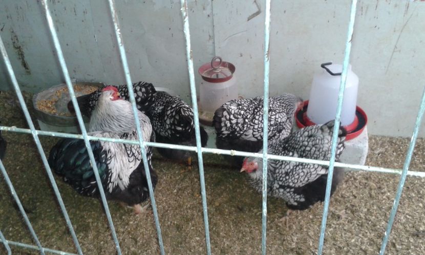  - Wyandotte-Argintiu2017